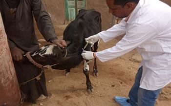 أسيوط تطلق الحملة القومية الثالثة لتحصين الماشية ضد "الحمى القلاعية" و"حمى الوادي المتصدع"