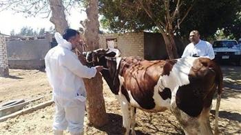 بيطري الغربية: تحصين 4 آلاف و250 رأس ماشية ضد الحمى القلاعية والوادي المتصدع