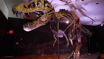 دار "كريستيز" للمزادات تلغي عملية بيع هيكل عظمي لديناصور في هونج كونج