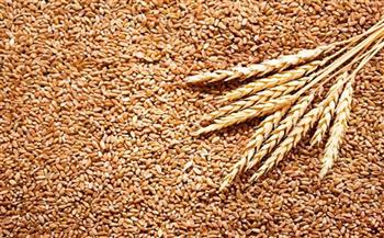 «التموين» تطرح القمح للتداول عبر منصة البورصة السلعية 