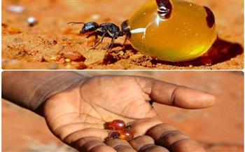 ليست حكرًا على النحل.. نوع وحيد من النمل يستطيع إنتاج العسل