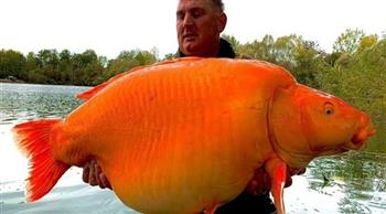 بريطاني يصطاد سمكة ذهبية عملاقة وزنها 30 كيلوجراما «فيديو»