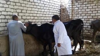 "بيطري الغربية": تحصين 40 ألف رأس من الماشية ضد الأمراض الوبائية