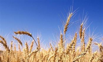 رئيس جامعة الوادي الجديد يشهد زراعة 15 فدان بمحصول القمح.. ويوجه بالتوسع خلال المواسم المقبلة
