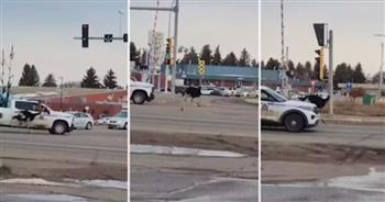 مطاردة غريبة بين الشرطة الكندية وقطيع من النعام في الشوارع (فيديو)