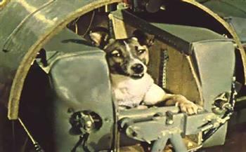 الكلبة لايكا.. قصة صعود أول كائن إلى الفضاء قبل 65 عامًا