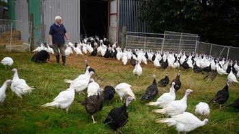 إنفلونزا الطيور تتسبب في نفوق نصف الديوك الرومية بالمزارع المفتوحة في بريطانيا