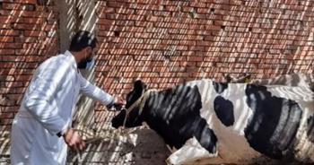 "بيطري الغربية": تحصين 96 ألف رأس ماشية ضد الحمى القلاعية والوادي المتصدع