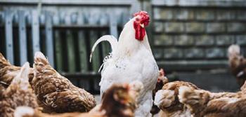 اليابان تعلن من جديد تفشي لـ "إنفلونزا الطيور" وتعدم أكثر من 1.5 مليون دجاجة