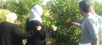 تحرّك من الزراعة ضد ذباب الفاكهة بـ حدائق الإسكندرية 