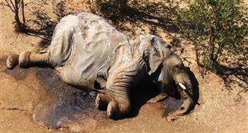 الجفاف يهدد الحياة البرية في كينيا ويتسبب في موت مئات الأفيال 
