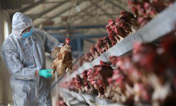 كوريا الجنوبية تسجل حالة إصابة أخرى بإنفلونزا الطيور
