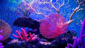 أمريكا تخصص 15 مليون دولار لإطلاق مبادرة حماية البحر الأحمر والشعاب المرجانية