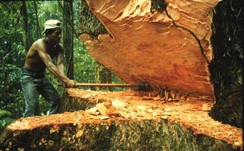 منظمة أمريكية تراقب عدد الأشجار في العالم للحد من إزالة الغابات