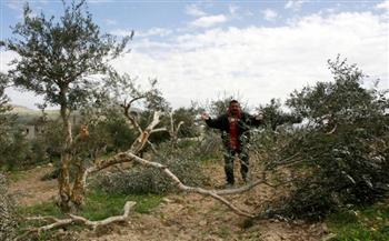 مستوطنون يقطعون 120 شجرة زيتون شمال شرق رام الله