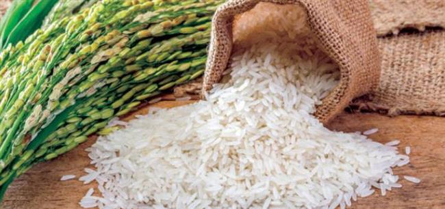 وزير التموين الأسبق: ننتج 5 ملايين طن أرز سنويا ولدينا فائض مليون طن
