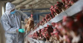 الحكومة البريطانية: 142 إصابة بفيروس إنفلوانزا الطيور منذ أكتوبر الماضي