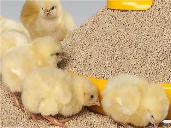 5 إجراءات عاجلة من الحكومة لمواجهة نقص الأعلاف الخاصة بصناعة الدواجن 