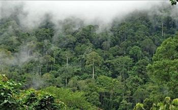 إزالة الأشجار في السافانا بالبرازيل تسجل أعلى مستوى في 7 أعوام