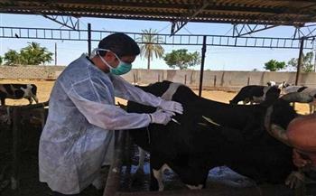 "بيطري الغربية": تحصين 200 ألف رأس ماشية ضد الأمراض الوبائية