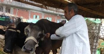 الطب البيطري بالغربية: تحصين 227 ألف رأس ماشية ضد الحمى القلاعية وحمى الوادي المتصدع