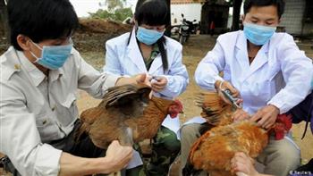 محافظة يابانية تعدم نحو 120 ألف دجاجة بسبب إنفلونزا الطيور