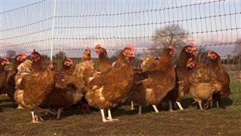 تفشي إنفلونزا الطيور يجبر اليابان على إعدام المزيد من الدجاج