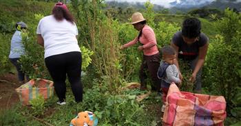 كولومبيا تعلن وقف ملاحقة صغار مزارعي الكوكا