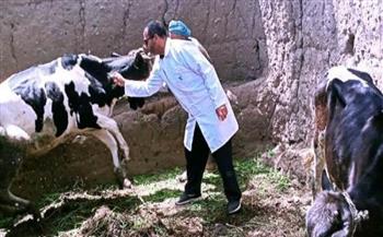 بيطري بني سويف: تحصين أكثر من 100 ألف رأس ماشية ضد الأمراض الوبائية
