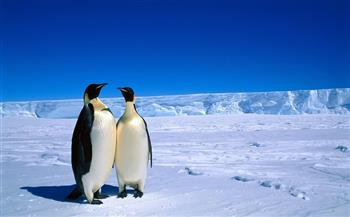 دراسة: التغير المناخي بالقارة القطبية الجنوبية يهدد 97% من كائناتها الحية