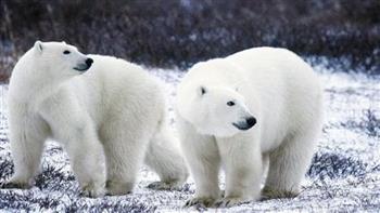 دراسة: أعداد الدببة القطبية تتقلص بسرعة في كندا جراء تغير المناخ