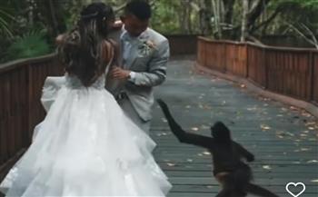 «قرد» يقتحم جلسة تصوير رومانسية لعريس وعروسه «فيديو»