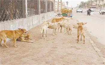 وفاة طبيبة في حدائق الأهرام بسبب الكلاب