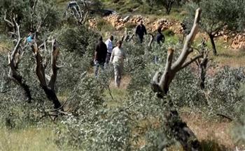قوات الاحتلال تقتلع نحو 13 ألف شجرة في الضفة الغربية العام الجاري