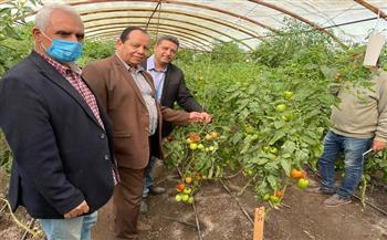 «الزراعة» تنظم يوما حقليا لتقييم طماطم البرنامج الوطني لإنتاج تقاوي الخضر