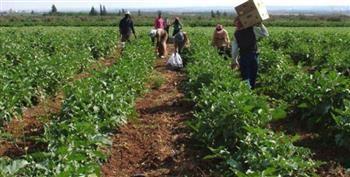«زراعة دمياط» تعلن التوسع في زراعة المحاصيل الزراعية الشتوية