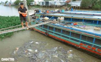 فيتنامي يصبح الأشهر بسبب زيارة الأسماك له بشكل يومي 