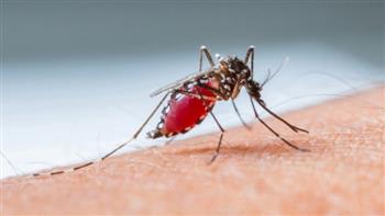 ارتفاع عدد الإصابات بالملاريا فى كوريا الجنوبية إلى 416 شخصا