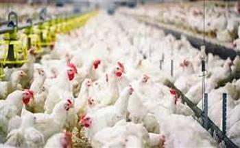 اليابان تعتزم إعدام 310 آلاف دجاجة وسط تفشي إنفلونزا الطيور