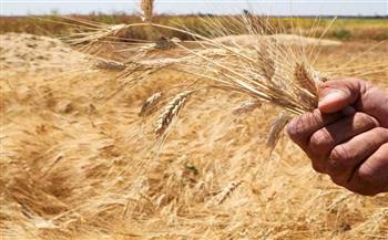 «الزراعة»: إنتاجنا من القمح سيصل إلى أرقام قياسية