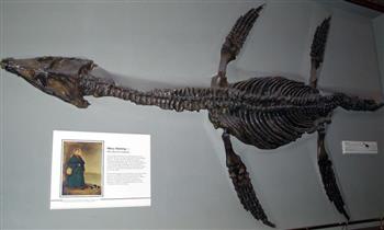عمره 100 مليون عام.. اكتشاف كائن بحري عملاق بأستراليا