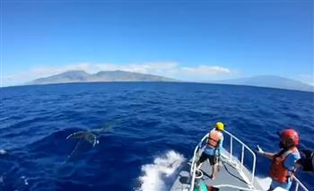 بقفزات مذهلة .. أسماك القرش البيضاء تذهل السياح فى ليونكل.. (فيديو) 