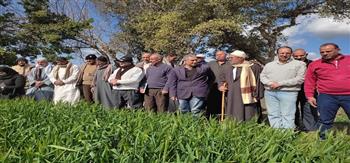 مديرية الزراعة بكفر الشيخ تنظم حقول إرشادية عن محاصيل القمح والبنجر والخيار
