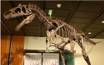«الديناصورات السبب».. دراسة: أنفلونزا الطيور موجود من ملايين السنين