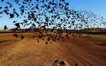 مشهد غامض.. آلاف الطيور تسقط على منزل في المكسيك بشكل مفاجئ (فيديو)