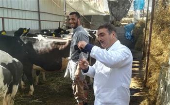 بيطري الغربية: تحصين 120 ألف رأس ماشية ضد الأمراض الوبائية