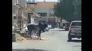 هاجم المارة وكسر السيارات.. ثور هائج يسير الذعر في شوارع السعودية (فيديو)