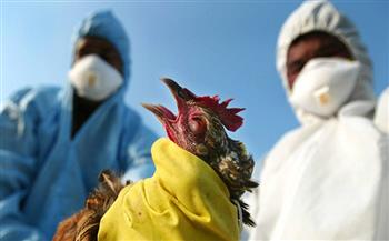 الولايات المتحدة تعلن رصد سلالة من إنفلونزا الطيور في كنتاكي وفيرجينيا
