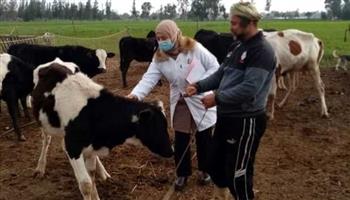 "بيطري الغربية": تحصين 130 ألف رأس ماشية ضد الجلد العقدي والجدري