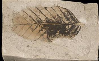 باحثون يكتشفون أقدم أحفورة في العالم لبُرعم زهرة بشمالي الصين